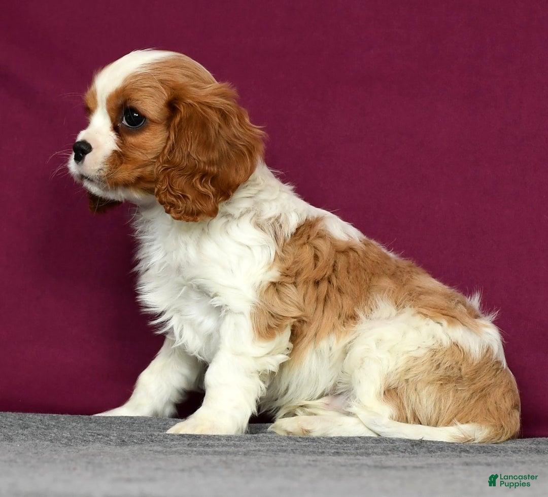 Cavalier King Charles Spaniel dogs for sale: Conrad - Ad 3