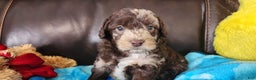 Shihpoo dogs for sale: Gideon - Ad 1