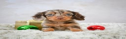 Miniature Dachshund dogs for sale: Parker - Ad 2