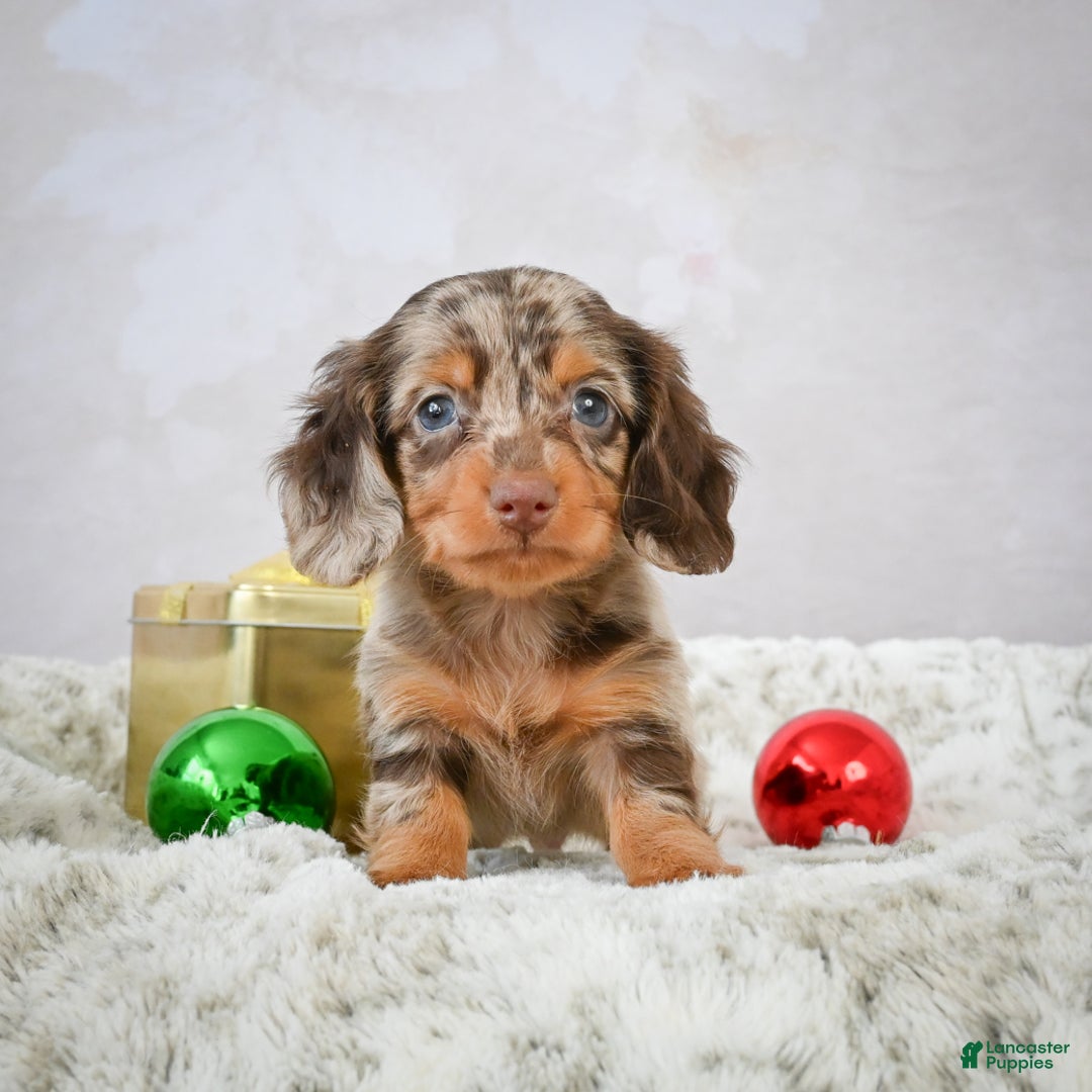 Miniature Dachshund dogs for sale: Parker - Ad 2