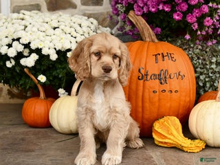 Cocker Spaniel dogs - Ad 16