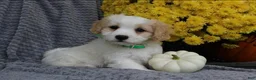 Cavachon dogs for sale: Buddy - Ad 3