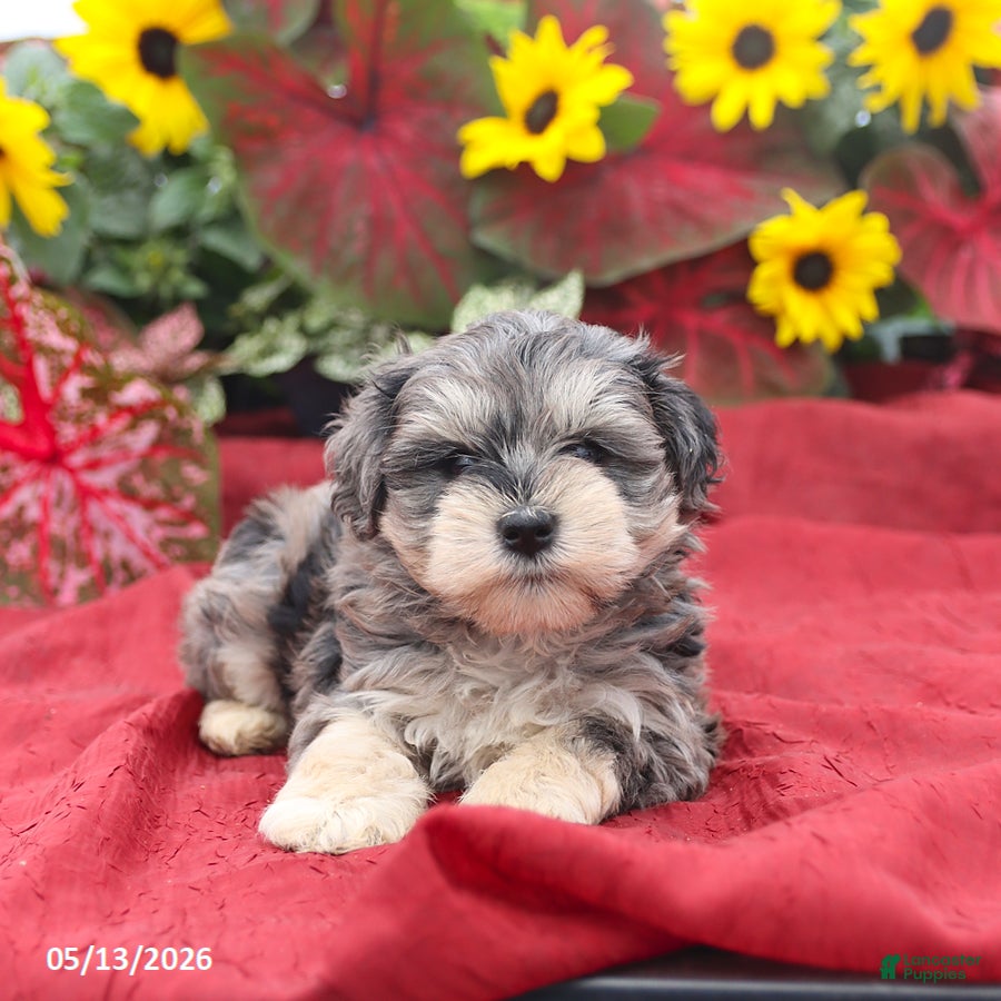 Miniature Schnauzer dogs Graham - Ad 2