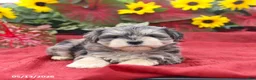 Miniature Schnauzer dogs for sale: Graham - Ad 2