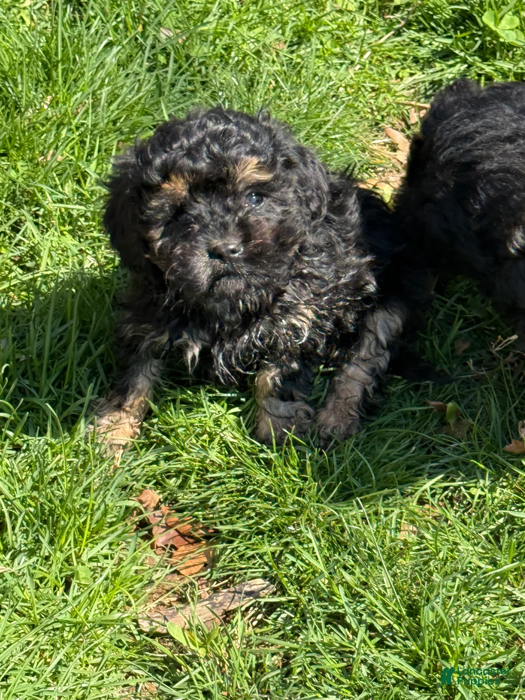 Cavapoo dogs for sale: Charlie special needs - Ad 1