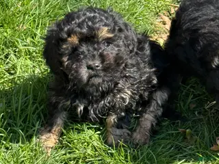 Cavapoo dogs Charlie special needs - Ad 10