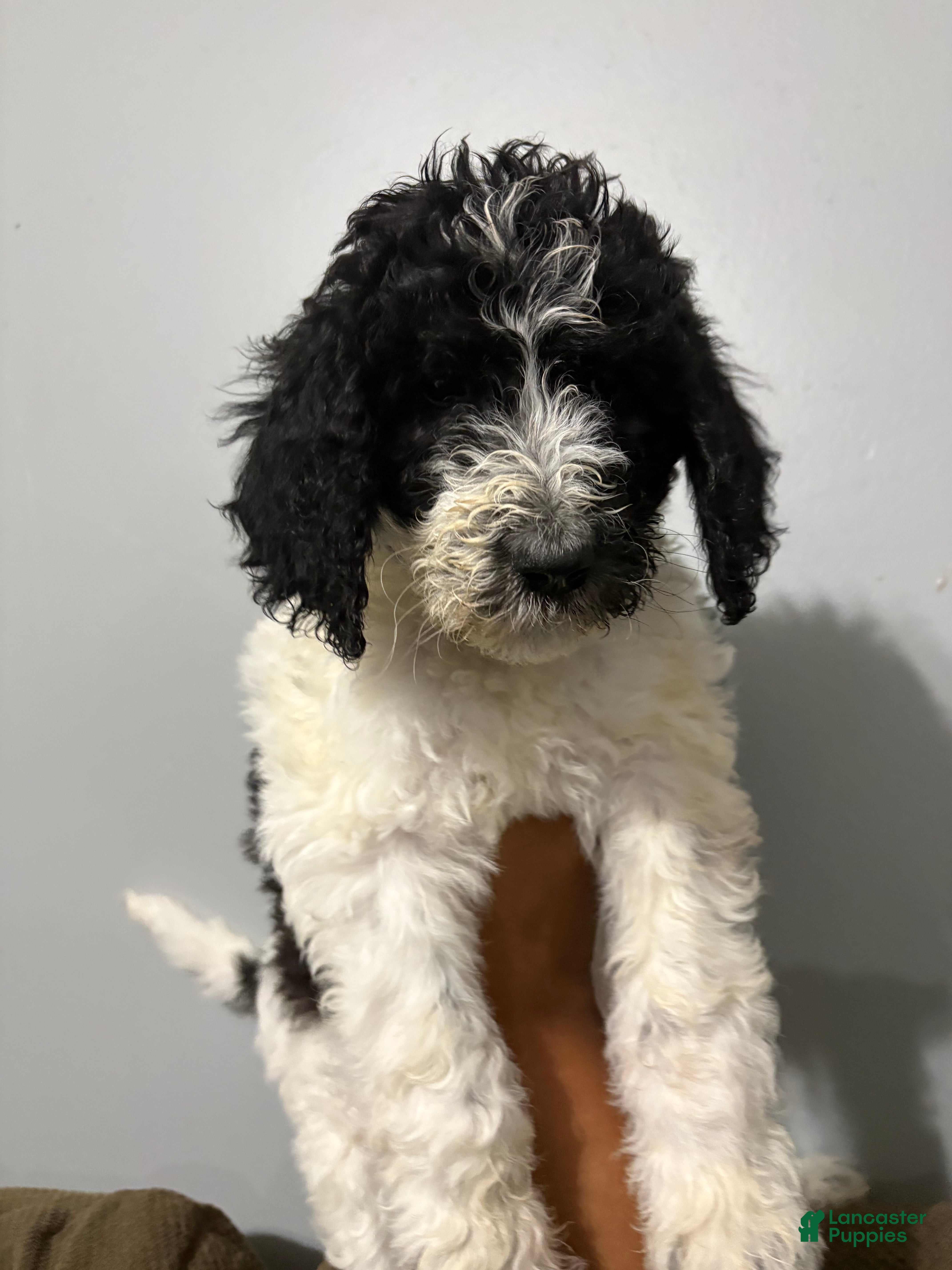 Standard Poodle dogs Tank - Ad 39