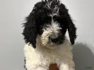 Standard Poodle dogs Tank - Ad 39