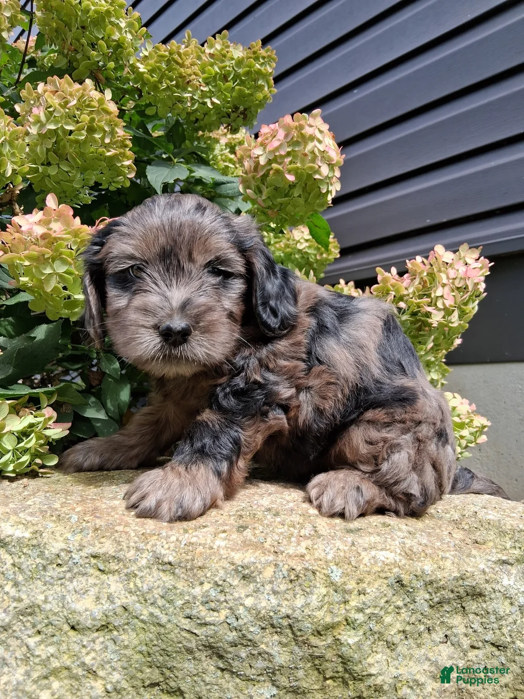 Yorkiepoo dogs for sale: Misty - Ad 2