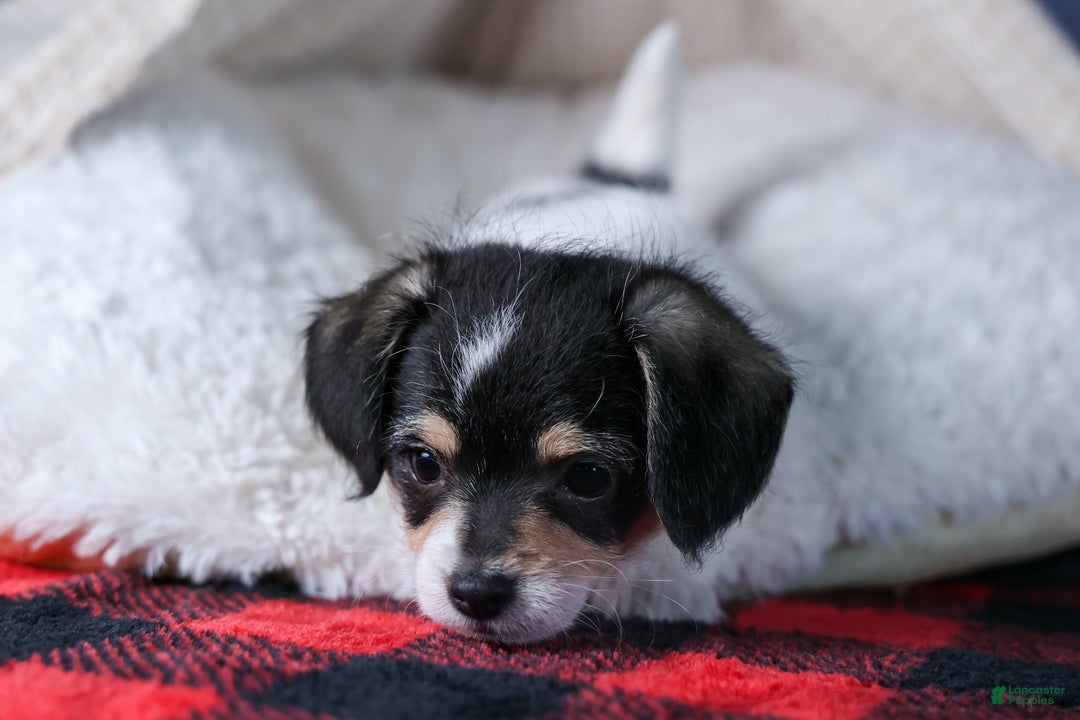 Chipoo dogs for sale: Kenzie - Ad 12