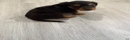 Miniature Dachshund dogs for sale: Miniature Dachshund 1 - Ad 12