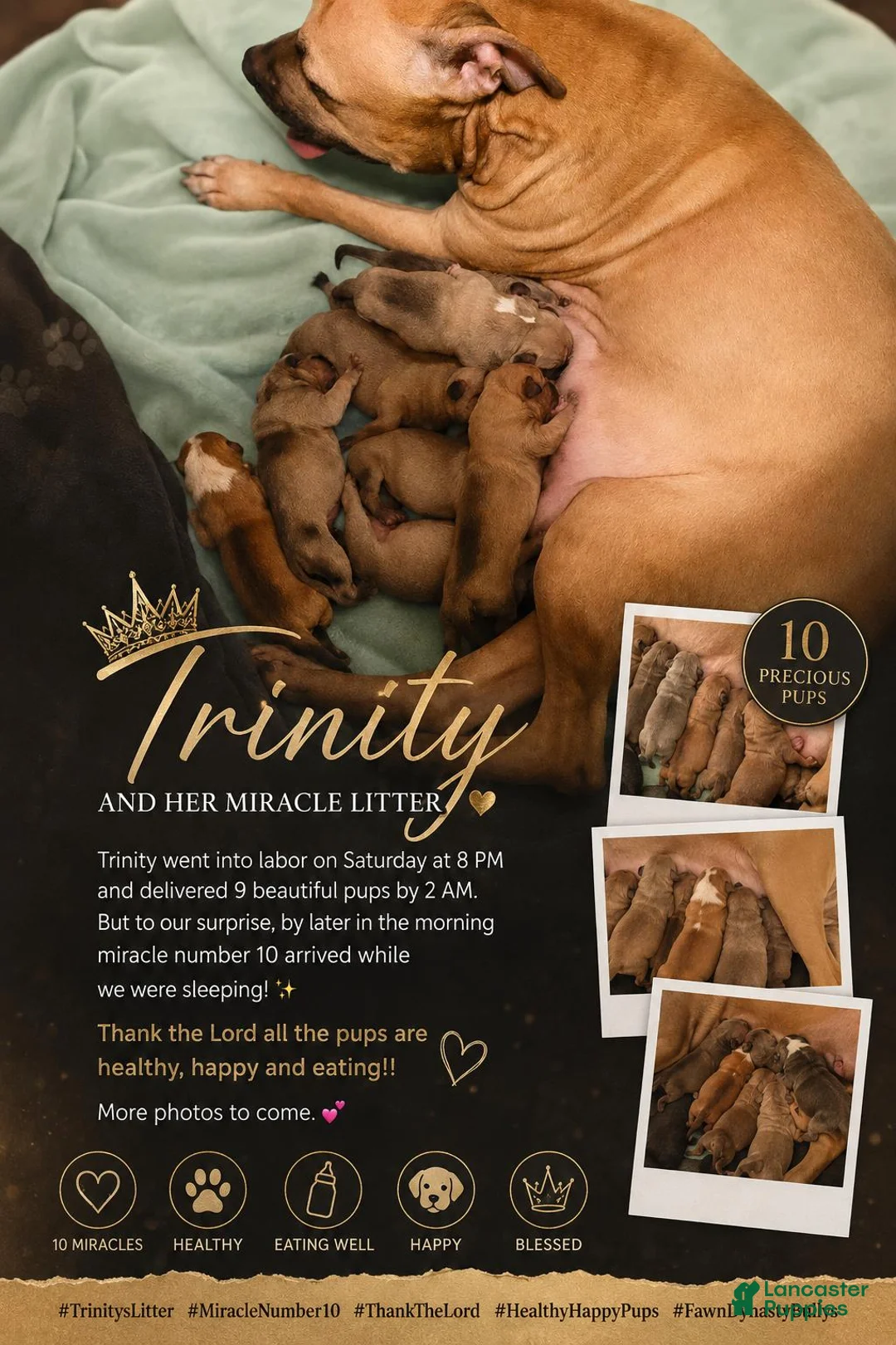 American Bully dogs for sale: Amethyst  - Ad 2