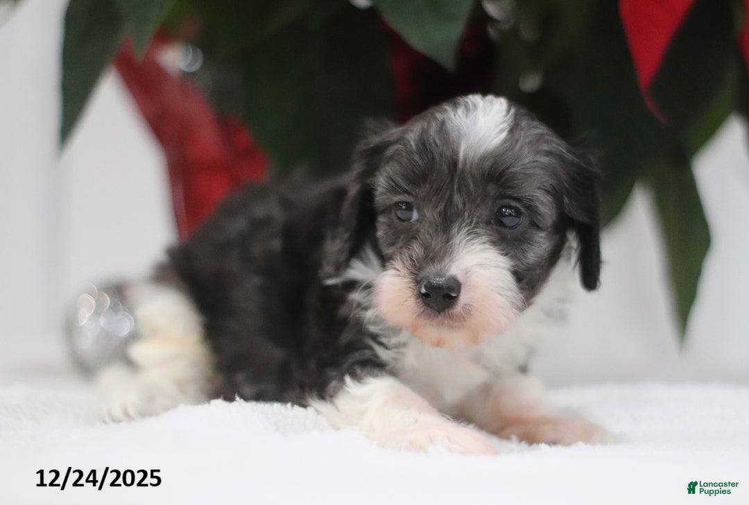 Cavapoo dogs for sale: Adam - Ad 4