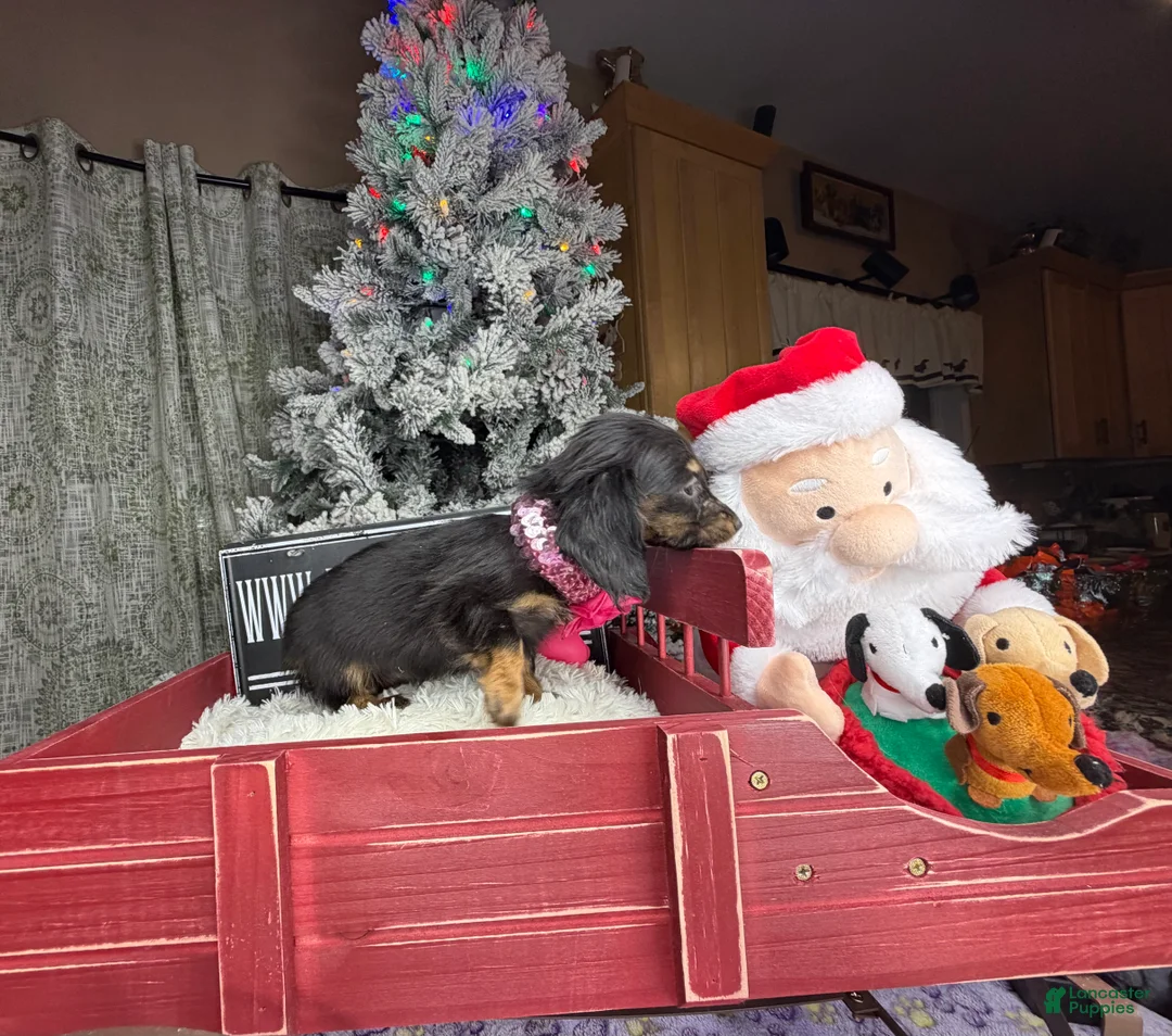 Miniature Dachshund dogs for sale: AKC Russian pra clear - Ad 35