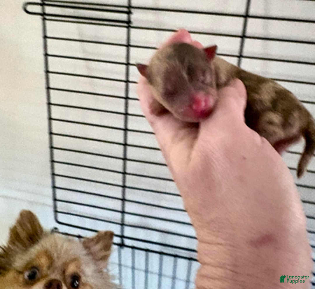 Pomeranian dogs for sale: Nova - Ad 6