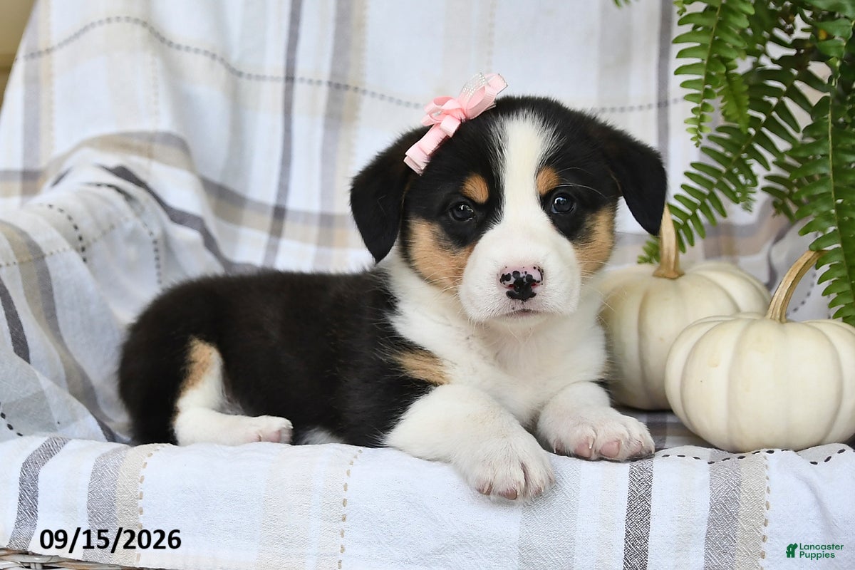 Welsh Corgi Pembroke dogs Skye - Ad 1