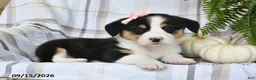 Welsh Corgi Pembroke dogs for sale: Skye - Ad 1