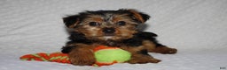 Yorkshire Terrier dogs for sale: JAKE - Ad 4