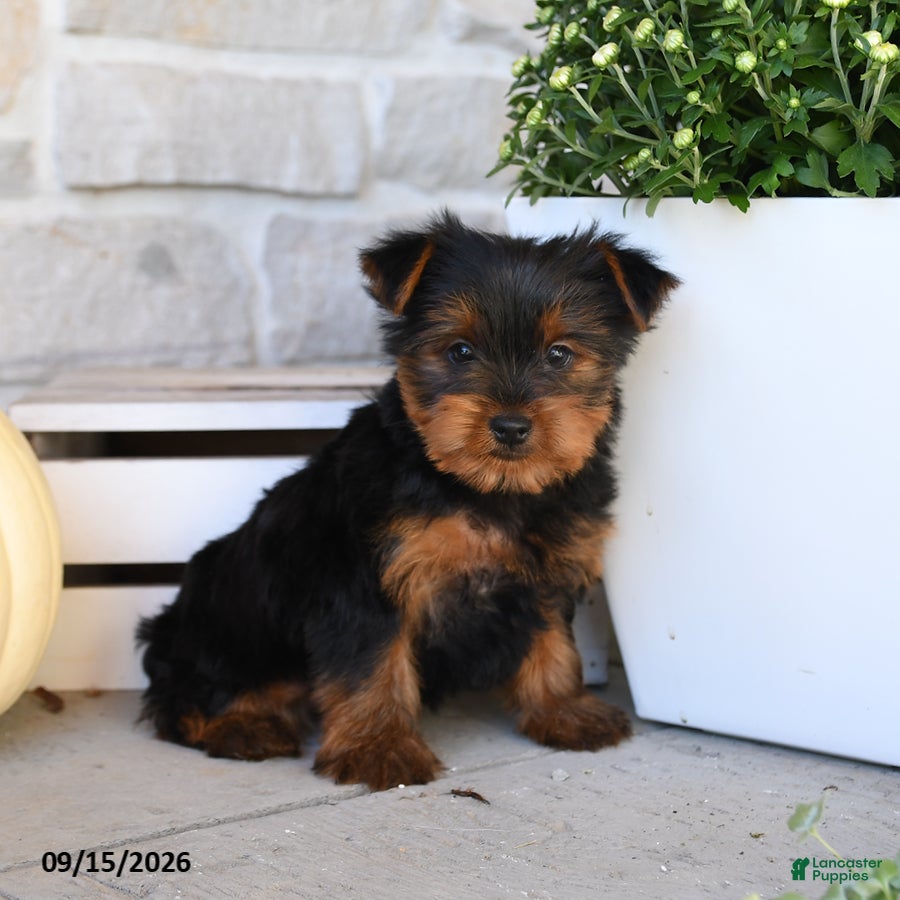 Yorkshire Terrier dogs for sale: Snickers - Ad 1