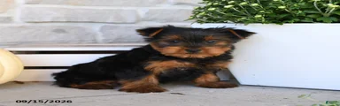 Snickers
