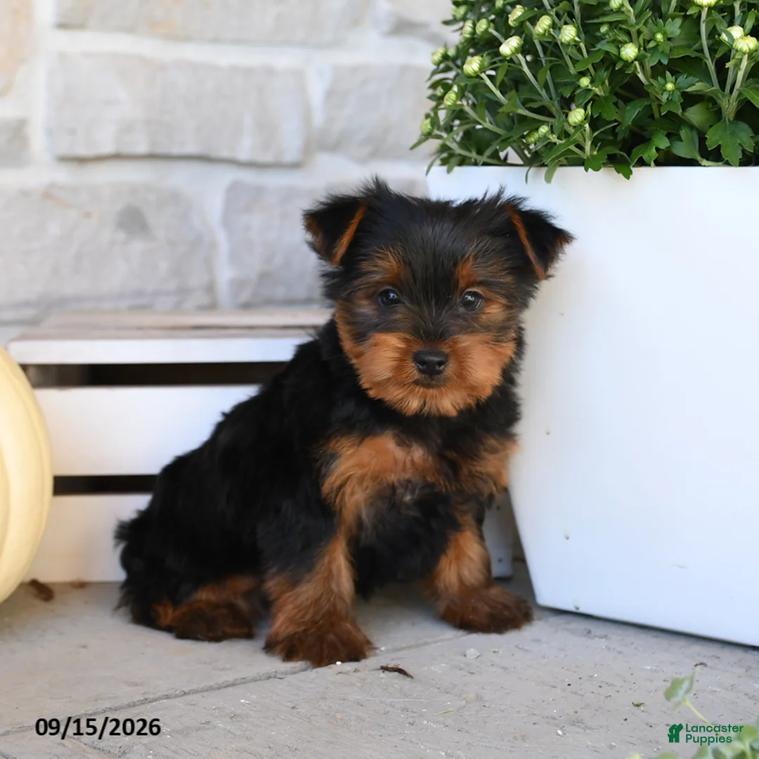 Yorkshire Terrier dogs for sale: Snickers - Ad 1
