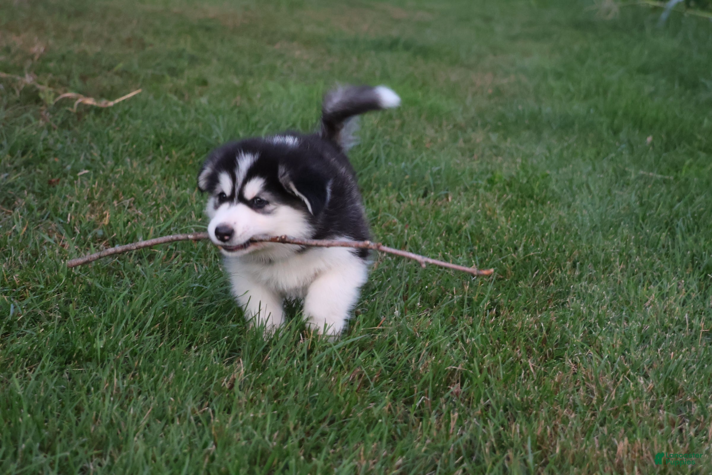 Alaskan Malamute dogs Tundra - Ad 2