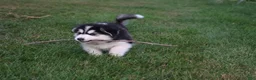 Alaskan Malamute dogs for sale: Tundra - Ad 3