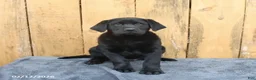 Labrador Retriever dogs for sale: Buddy - Ad 1