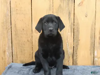 Labrador Retriever dogs Buddy - Ad 1