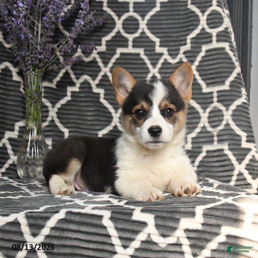 Welsh Corgi Pembroke dogs Chip - Ad 1