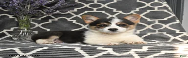 Chip