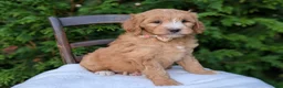 Mini Goldendoodle dogs for sale: Daisy - Ad 3