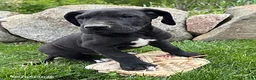 Great Dane dogs for sale: Teddy - Ad 2