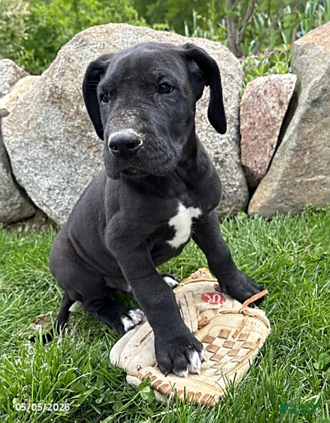 Great Dane dogs for sale: Teddy - Ad 2
