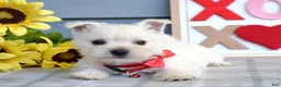 West Highland Terrier dogs for sale: Bella - Ad 11