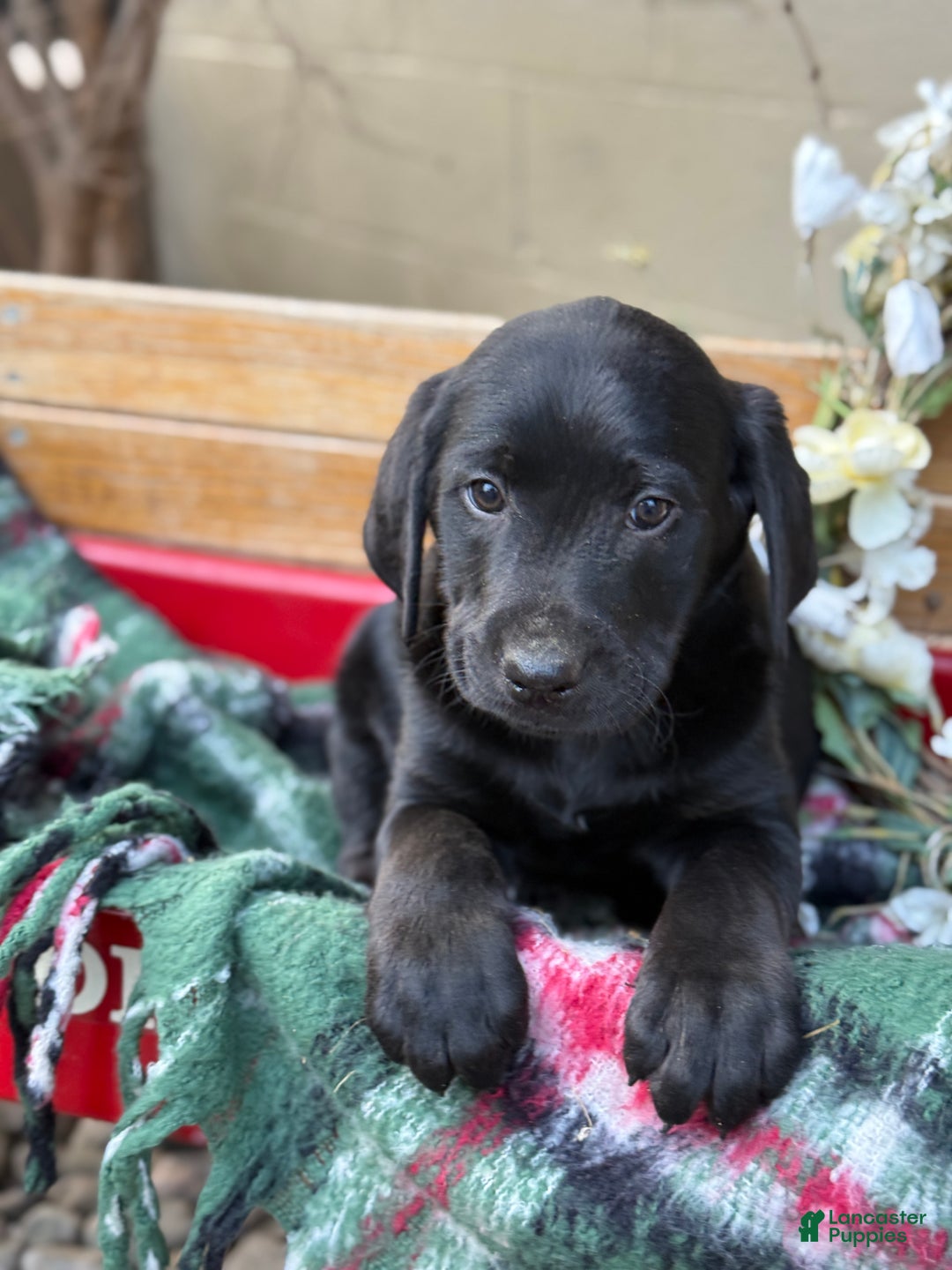 Mixed Breed dogs for sale: Rocky - Ad 3