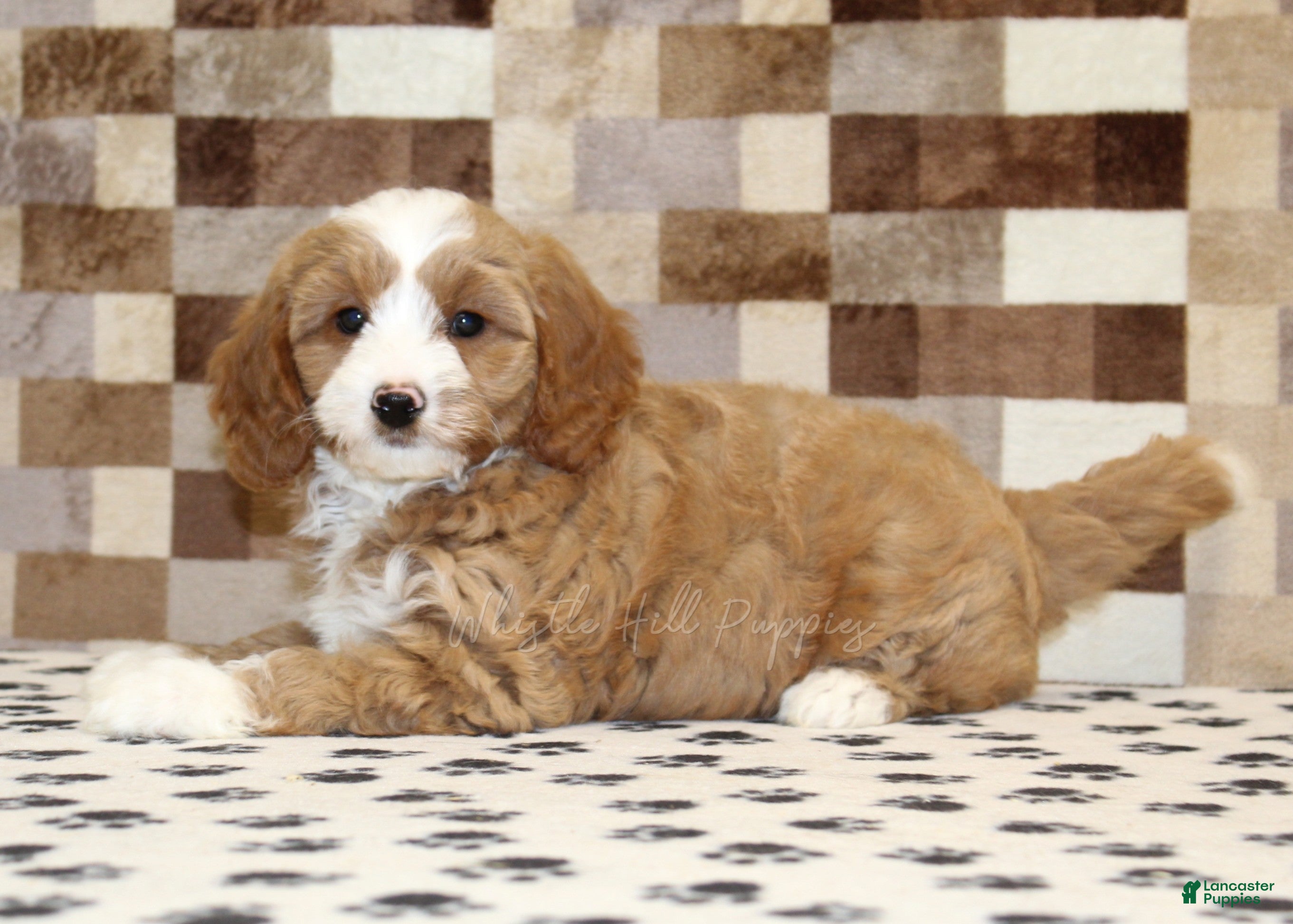 Mixed Breed dogs Fancy - Ad 2