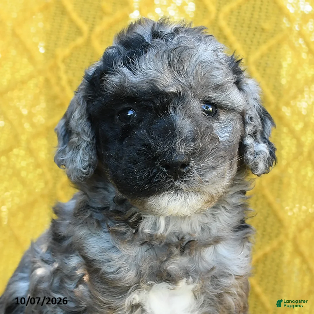 Mini Goldendoodle dogs for sale: Patch  - Ad 2