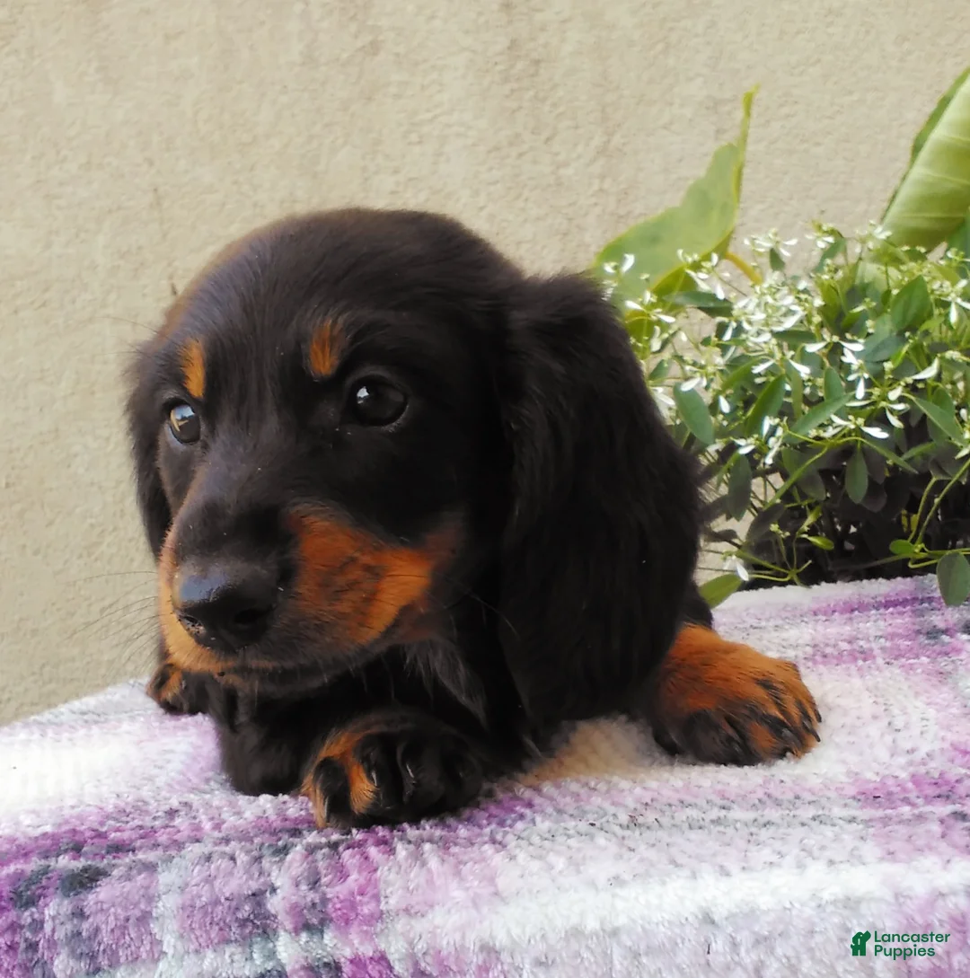 Dachshund dogs for sale: Lexi - Ad 2