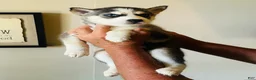 Siberian Husky dogs for sale: Siberian Husky 3 Asher - Ad 11