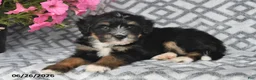 Mini Bernedoodle dogs for sale: Trent - Ad 10