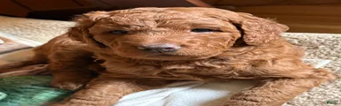 Simba