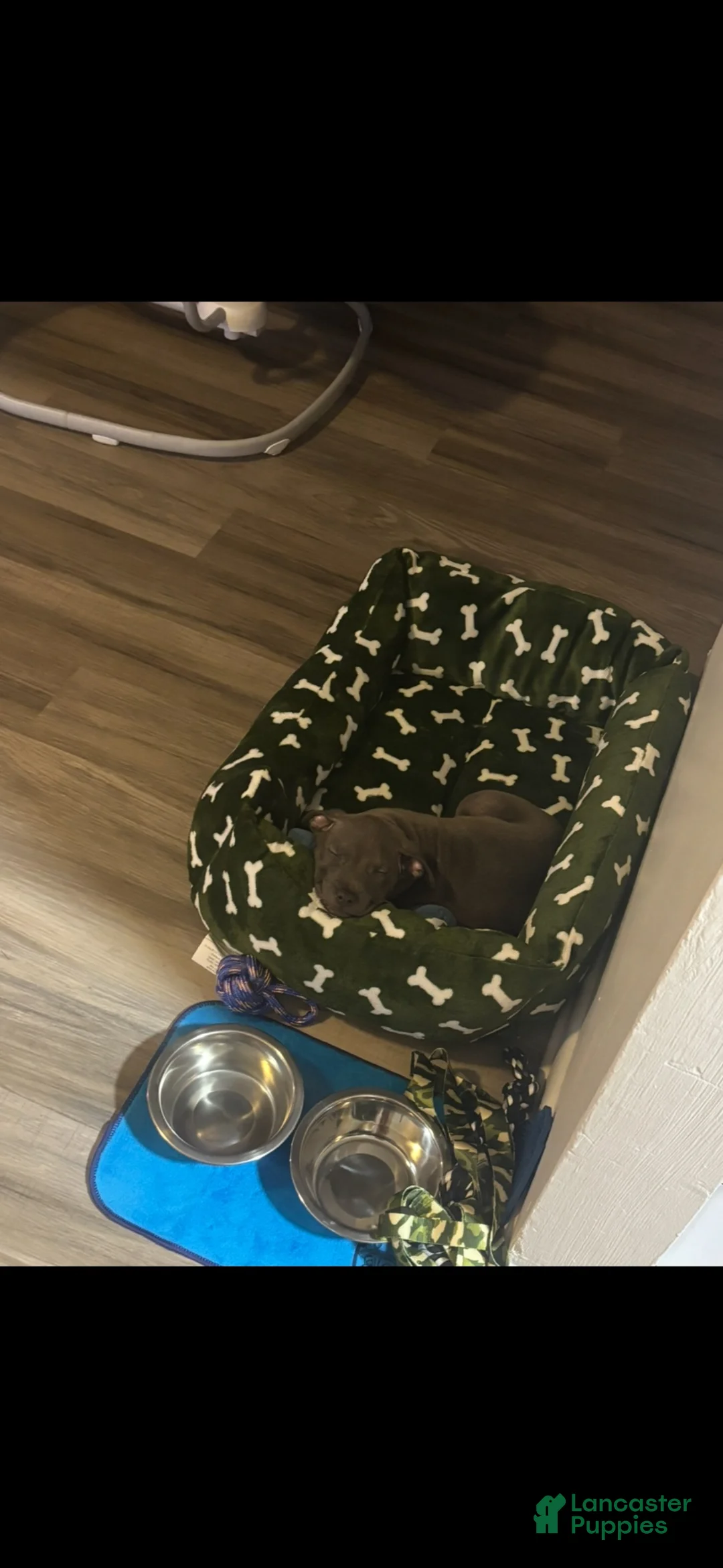 American Pit Bull Terrier dogs for sale: American Pit Bull Terrier 1 - Ad 3