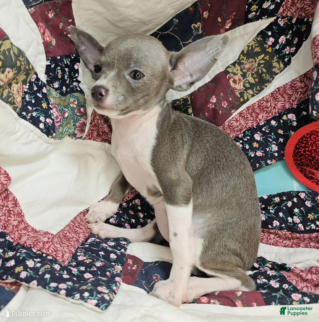 Chihuahua dogs for sale: Loky (Tr-Color) small - Ad 3