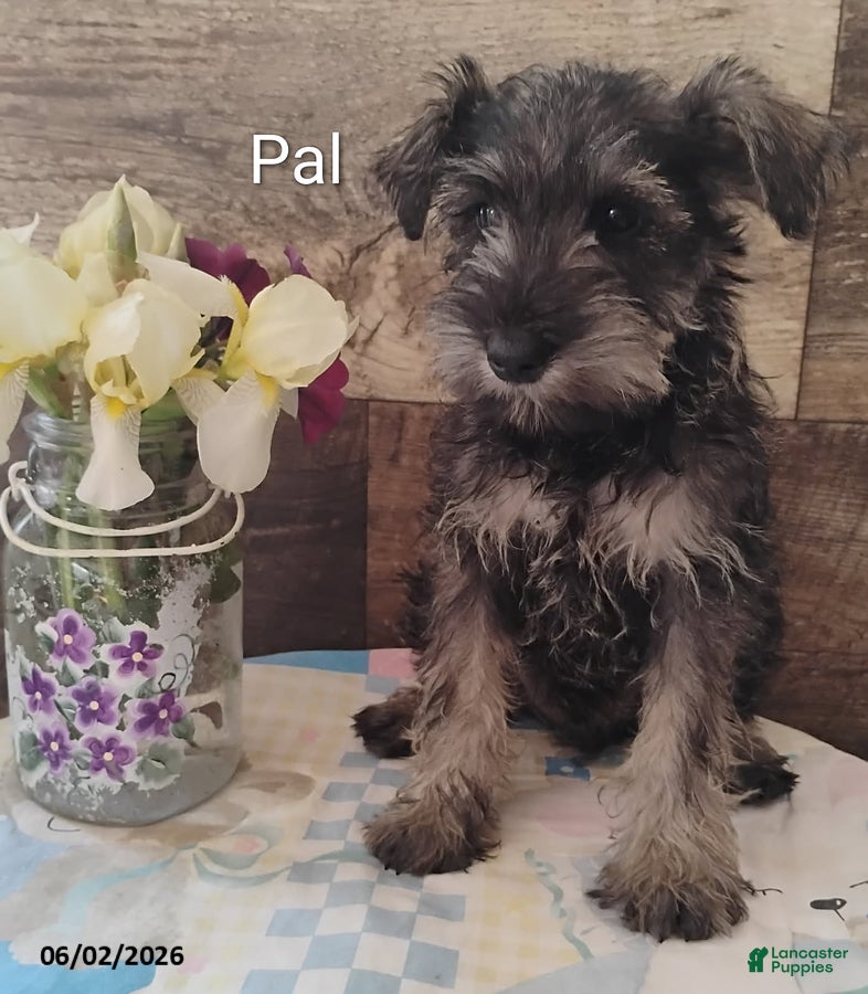 Miniature Schnauzer dogs for sale: Pal - Ad 4