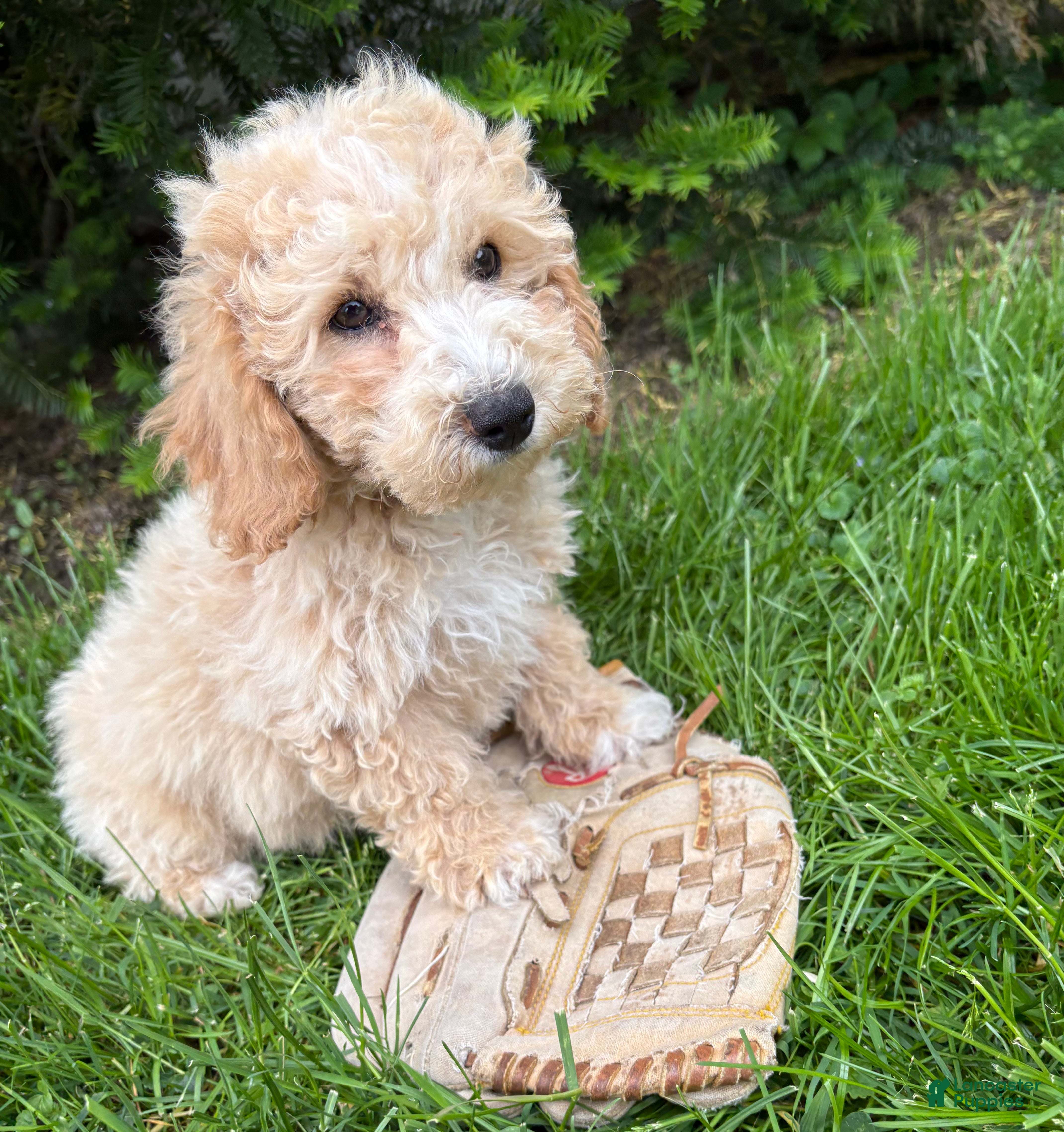 Bichpoo dogs Jack - Ad 2