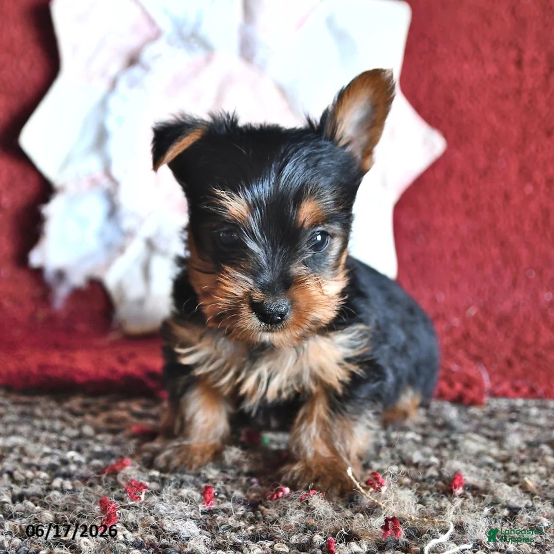 Yorkshire Terrier dogs for sale: Levi - Ad 2