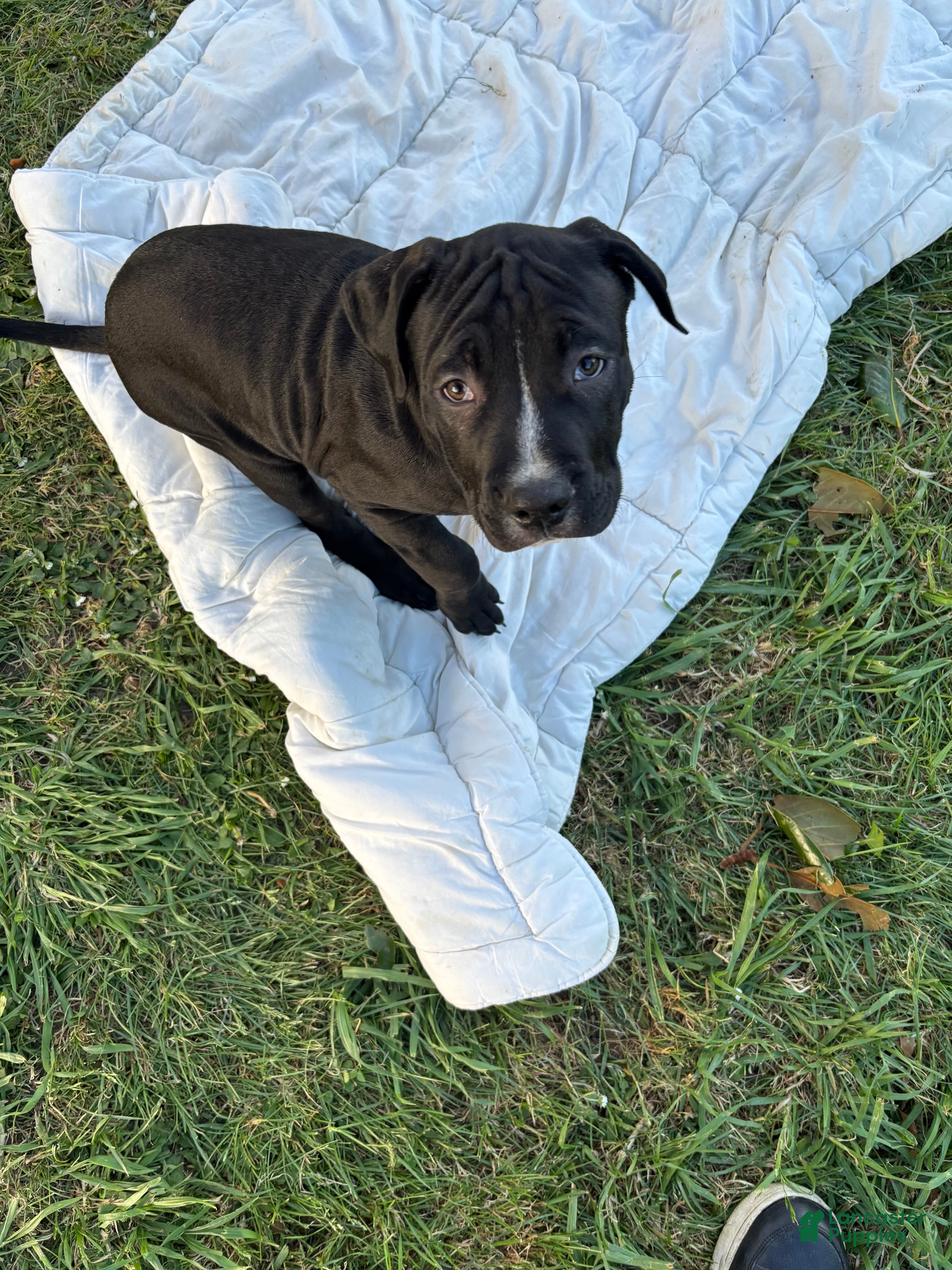 American Pit Bull Terrier dogs Meatball - Ad 3