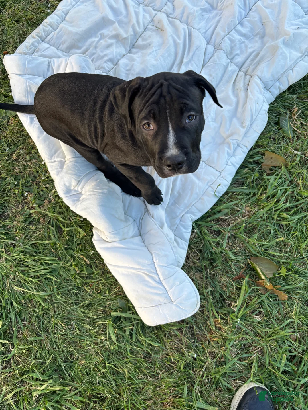 American Pit Bull Terrier dogs for sale: Meatball - Ad 1