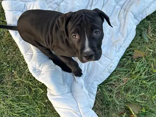 American Pit Bull Terrier dogs Meatball - Ad 3